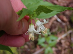 Prosartes hookeri