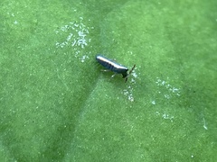 Lepidocyrtus paradoxus