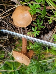 Chalciporus piperatus