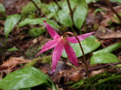 Erythronium revolutum