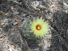 Coryphantha pallida