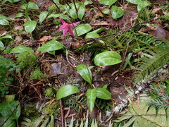 Erythronium revolutum