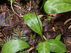 Erythronium revolutum