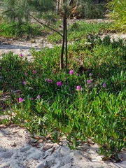 Carpobrotus rossii