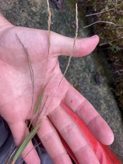Muhlenbergia mexicana