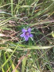 Gentiana puberulenta