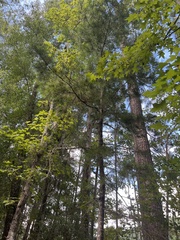 Pinus glabra