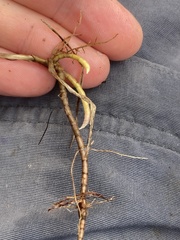 Muhlenbergia mexicana