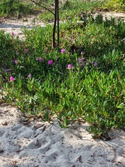 Carpobrotus rossii