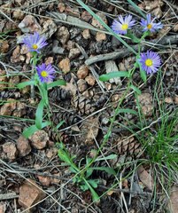 Dieteria bigelovii