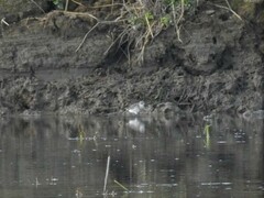 Calidris temminckii