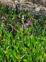 Carpobrotus rossii