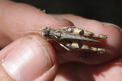 Eupnigodes sierranus