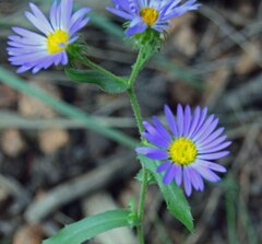 Dieteria bigelovii
