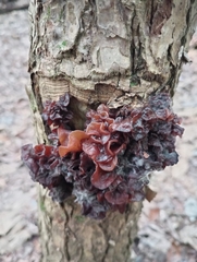Phaeotremella