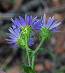 Dieteria bigelovii