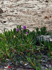 Carpobrotus rossii