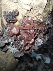 Phaeotremella