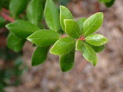 Arctostaphylos sensitiva