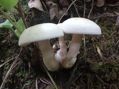 Leucocybe connata