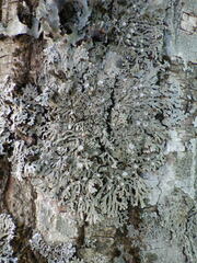 Physconia distorta subvenusta