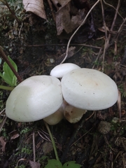 Leucocybe connata