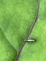 Lepidocyrtus paradoxus