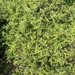 Juniperus taxifolia - Photo (c) 岸本年郎, algunos derechos reservados (CC BY), subido por 岸本年郎