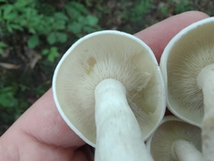 Leucocybe connata