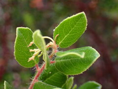Arctostaphylos sensitiva