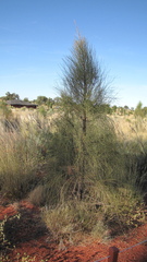 Allocasuarina decaisneana