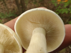 Leucocybe connata