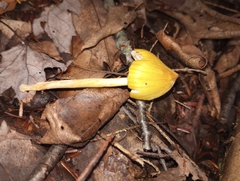 Entoloma murrayi