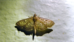 Herpetogramma thestealis