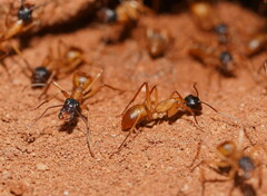 Camponotus