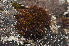 Andreaea