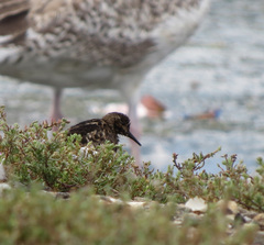 Calidris minutilla