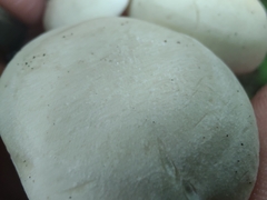 Leucocybe connata