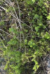 Galium