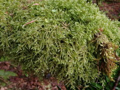 Rhytidiadelphus loreus