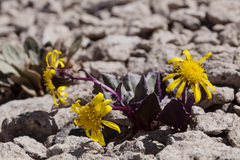 Senecio soldanella