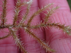 Rhytidiadelphus loreus