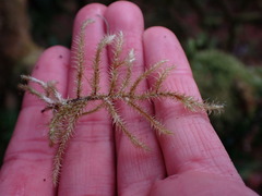 Rhytidiadelphus loreus