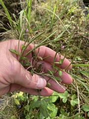 Epilobium coloratum