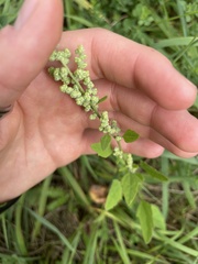 Chenopodium album