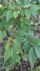 Lonicera