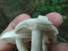 Leucocybe connata