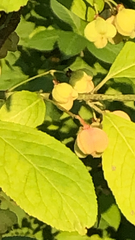 Euonymus atropurpureus