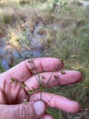 Juncus brachycephalus