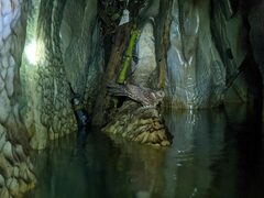 Steatornis caripensis